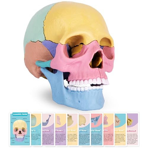 Anatomical Skull Puzzle - Human Skull Model Puzzle with 17 Pieces - 10 Educational Cards with Instructions - Ages 8 and Up