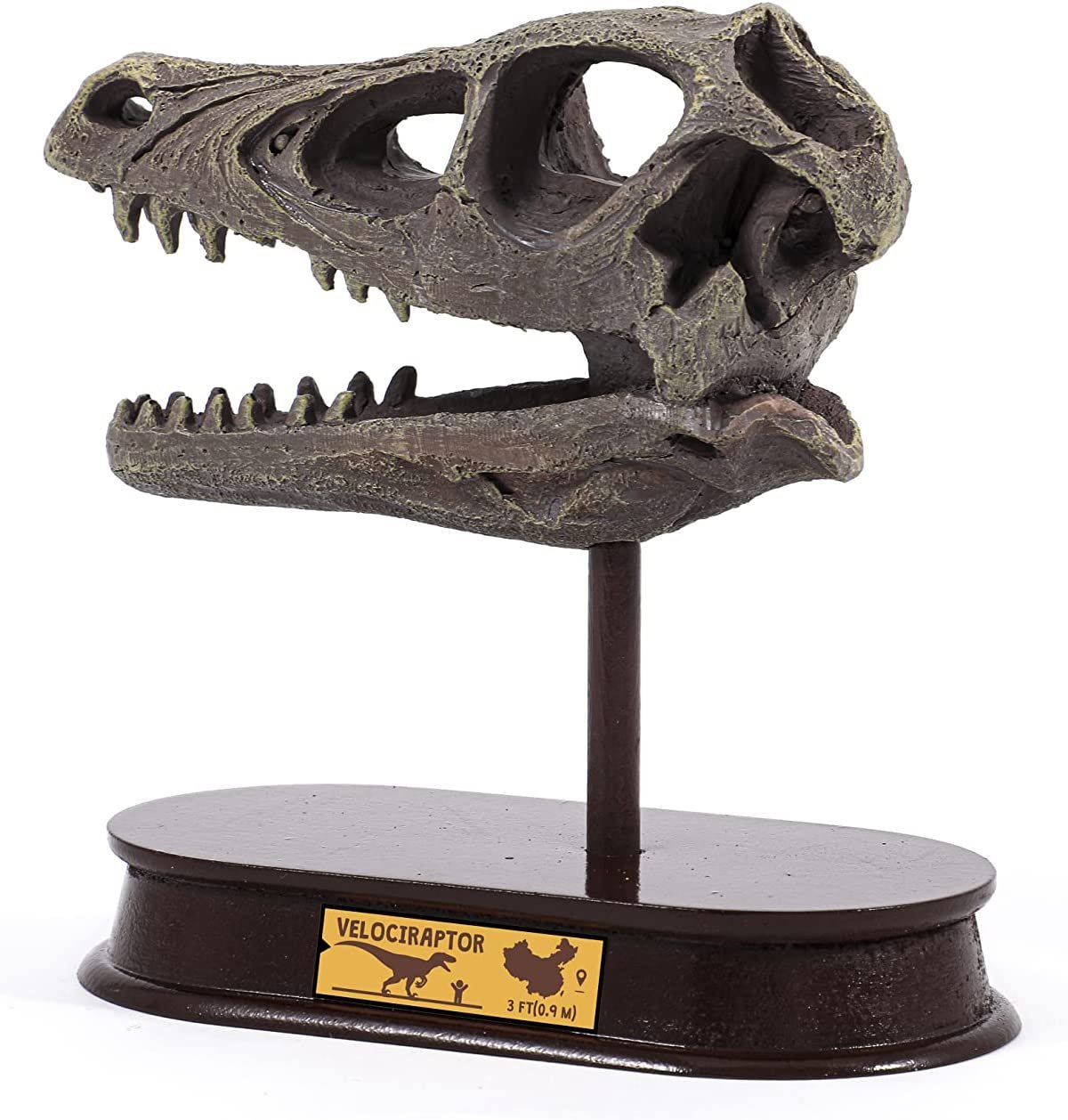 ArtCreativity Dinosaur Excavation Kit - Brachiosaurus